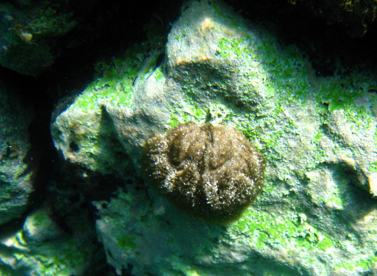 Immersione a Capo D''Acqua (AQ)